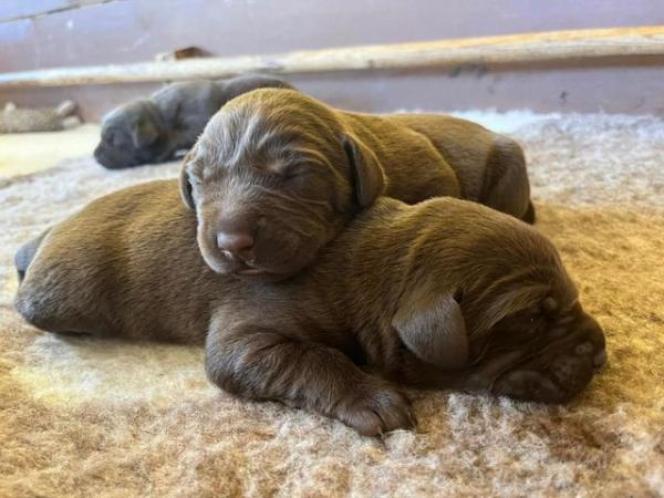 Image 4 of KC Reg Chocolate Labrador Puppies Parents Health Tested