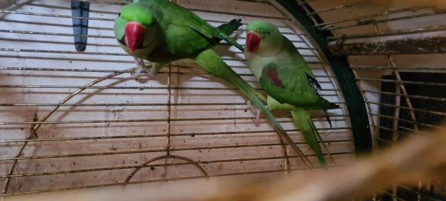 Preview of the first image of Alexandrine pair for sale ready for breeding.