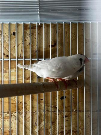 Image 4 of Zebra finches £5 each cocks and Hens available