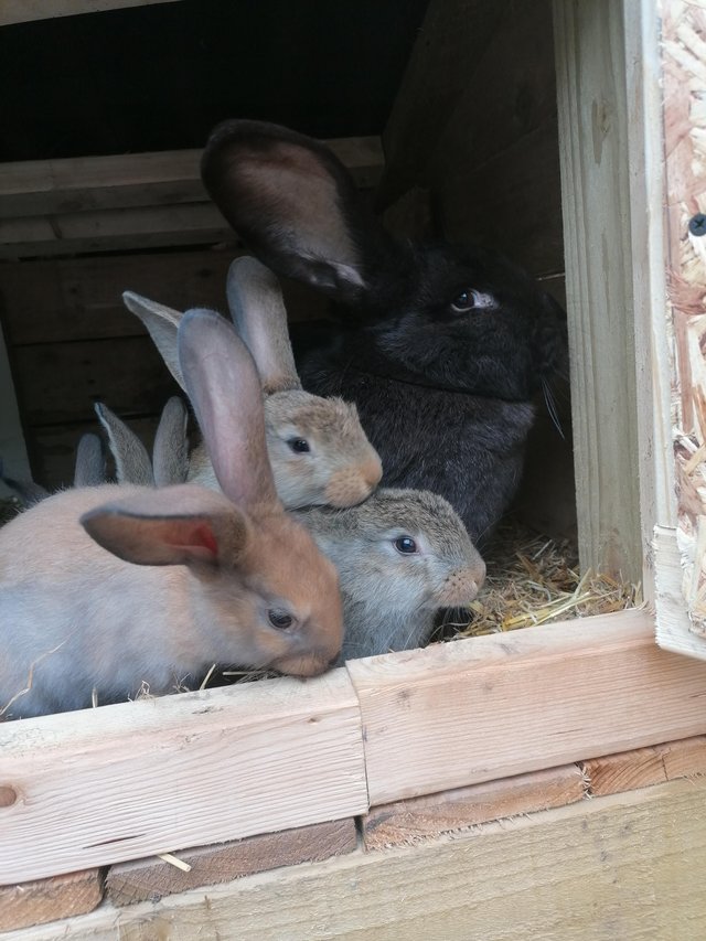 Preview of the first image of Ready now continental-giant papillons-giant french lop.