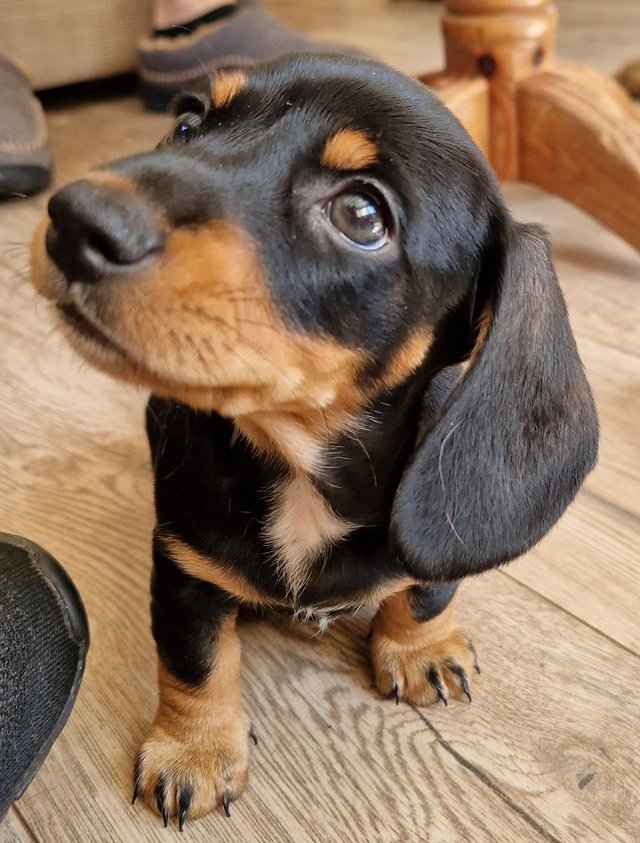 Preview of the first image of ONLY 2 GIRL DACHSHUND PUPPIES LEFT!!!!.