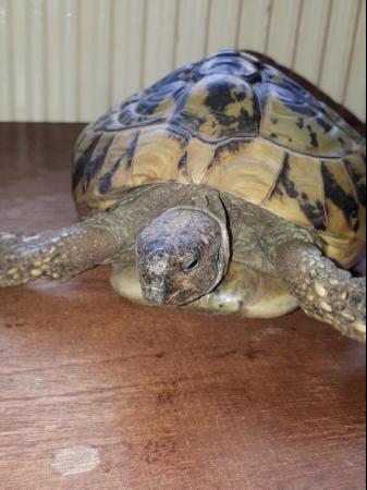 Image 1 of 23 year old Hermanns Tortise with A10 Cert looking for a new