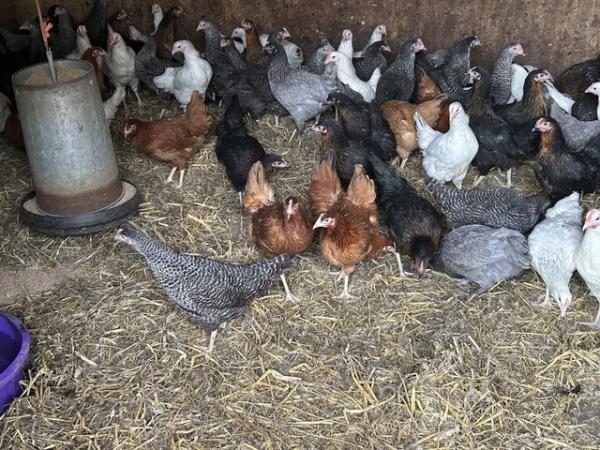 Image 2 of P O L hybrid pullets various colours