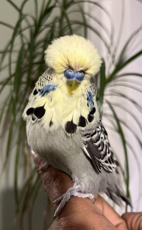 Image 18 of Hand Tame Baby Budgie Parakeets