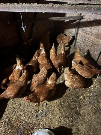 Image 1 of Point of lay hen for sale