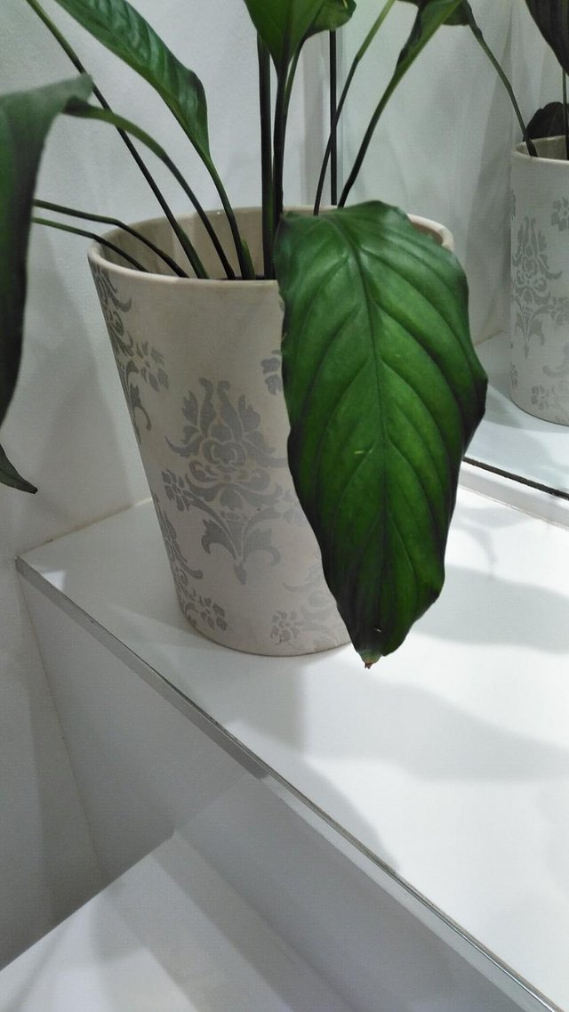 Preview of the first image of Lilly of the Valley in large ceramic pot.