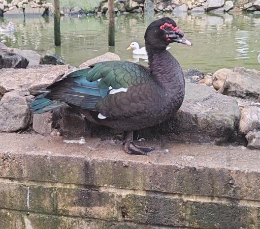 Image 1 of Hatchling Wild Muscovy Ducks for sale
