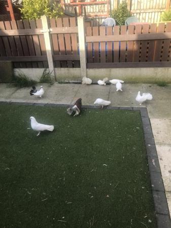 Image 1 of Fantail pigeons and Doves for sale.