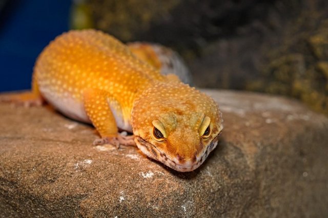 Image 5 of 3yr old super hypo tangerine carrot tail baldy leopard Gek