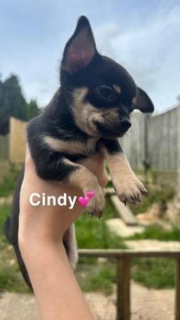 Image 4 of Chihuahua puppies for sale