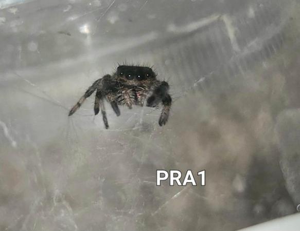 Image 3 of Jumping spiders phidippus Regius apalachicola and Soroa !!
