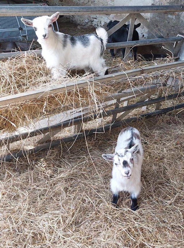 Preview of the first image of Pygmy goat kids, 1 female 2 wethers.