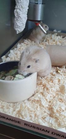 Image 2 of Syrian & Dwarf Hamsters available for sale