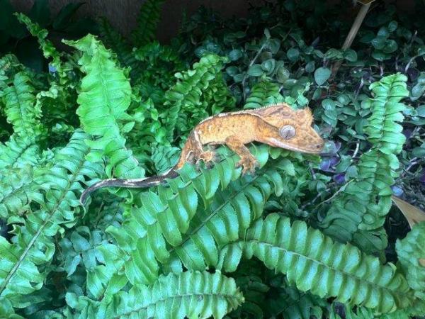 Image 5 of Crested Geckos At The Marp Centre June