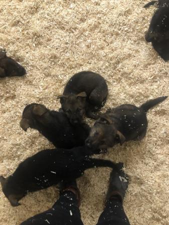 Top working line German Shepherd puppies for sale in Middleton, Greater Manchester