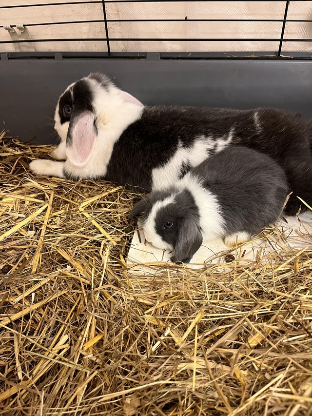 Mini lop pure bred male blue and white — photo 3 of 4