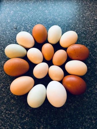 Image 4 of HATCHING EGGS FOR SALE pure breed birds