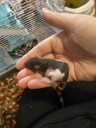 Image 8 of Not ready to leave till June Surprise litter fancy rats