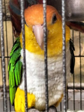 Image 1 of Yellow thigh caique.....