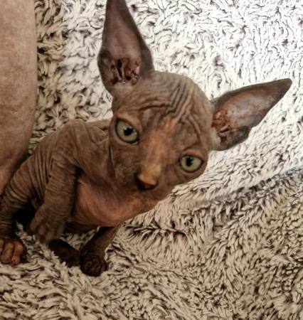 Image 2 of Canadian Sphynx For Sale