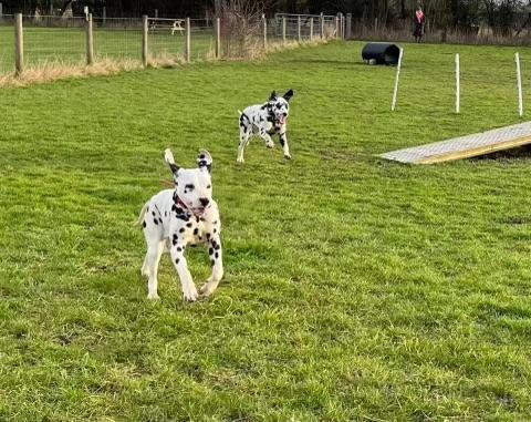Image 5 of Dalmatian puppies have arrived!!!! ????????