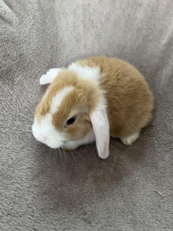 Image 3 of Mini lop bunnies 10 weeks old