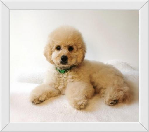 Image 3 of Gorgeous Cavapoo Boy from 5* Licensed Breeder
