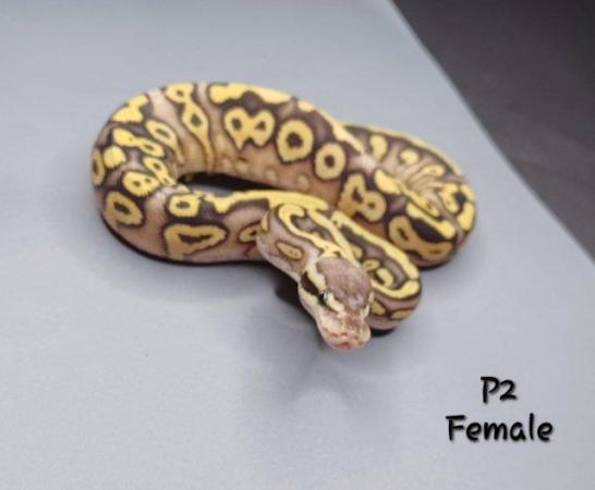 Image 14 of Various Hatchling Ball Python's CB23 - Availability List