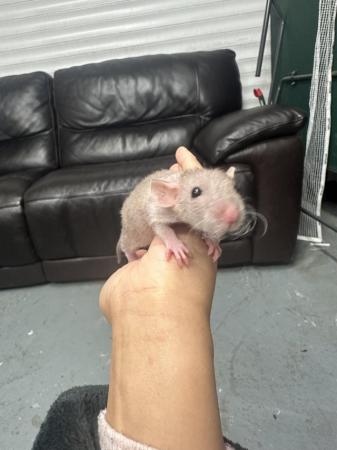 Image 5 of Rex/hairless babies looking for new homes ??