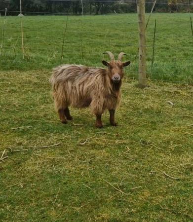 Image 3 of Pygmy X nanny goats - 3 available
