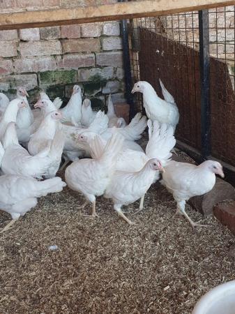 Image 2 of White star pullets available