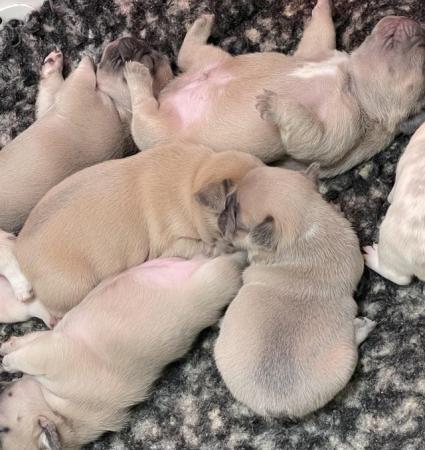 Image 4 of QUALITY TRUE TO TYPE FRENCH BULLDOG PUPPIES