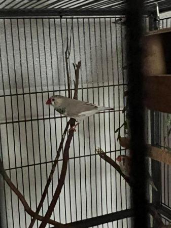 Image 4 of 2 x zebra finches and 1 x gouldian finch with cage.