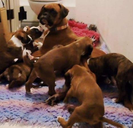 Image 2 of Litter of KC Boxer Puppies ready to leave