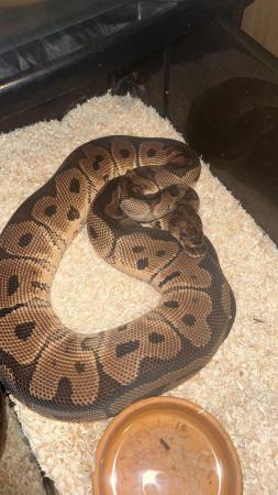 Image 2 of CB22 Royal Python Male clown. £60 if gone today