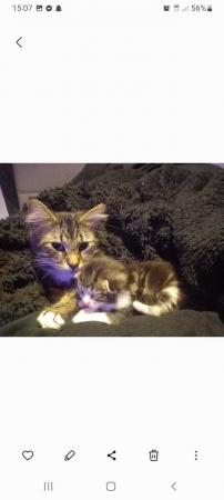 Image 4 of 3 month old male maincoon x
