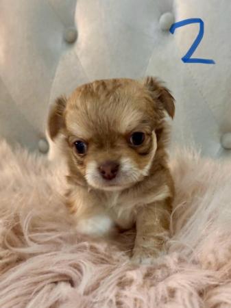 Image 7 of Stunning Apple Head Chihuahua Puppies