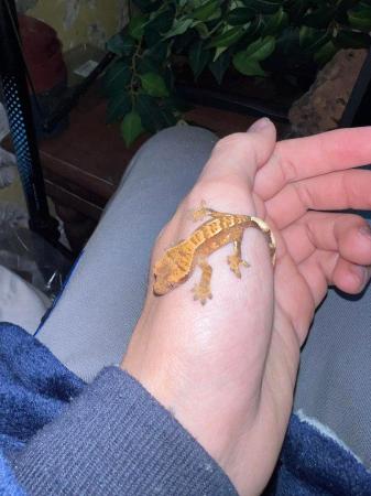 Image 3 of 4x baby HarleyQuinn crested geckos that need new homes
