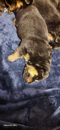 Image 7 of Chunky fluffy Shepweiler puppies