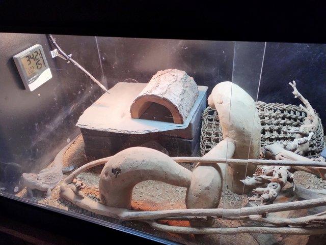 Preview of the first image of 1 Year old Bearded Dragon and complete setup.