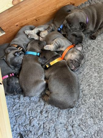 Image 7 of French Bulldogs**Ready to leave next week**
