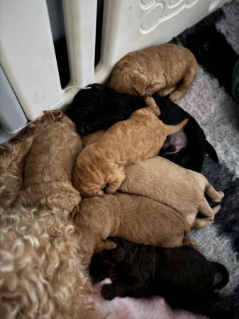Image 4 of Stunning Cockapoo puppies raised in a family home