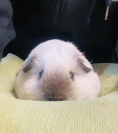 Image 6 of Guinea pig pups for sale in Peterborough