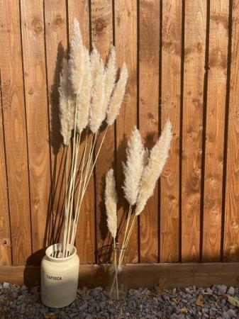 Image 2 of Pampas grass **DRIED** fluffy floral stems wedding flowers