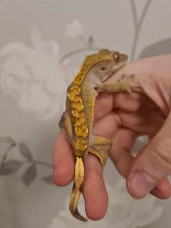 Image 3 of Dashed Pin Harley Crested Gecko