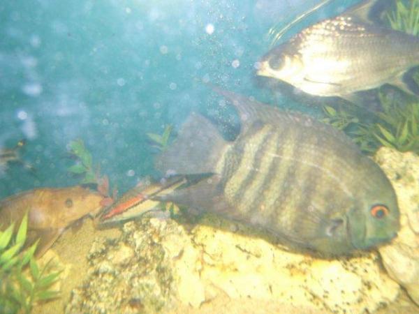 Image 3 of Large Severum Tropical fish for sale