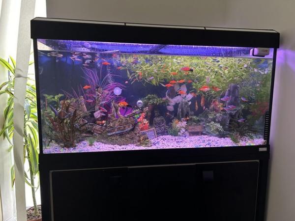 Image 1 of 200l fish tank and stand with everything u need all breeding