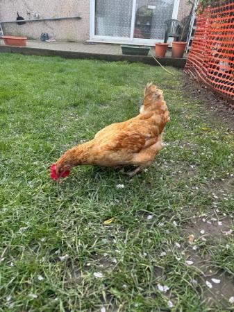 Image 3 of Beautiful Laying Mixed Breed Chicken
