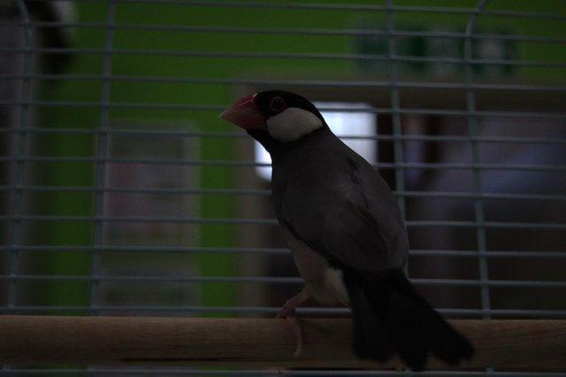 Image 7 of Various Finches for sale at Animaltastic