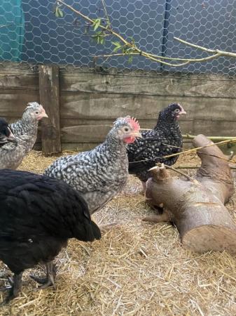 Image 1 of Cockerals free to good home rare breeds only